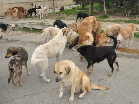 Azərbaycanda yaşlı kişi parkdakı itlərə belə işgəncə verdi 